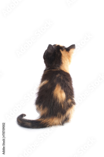 Kitten looks back