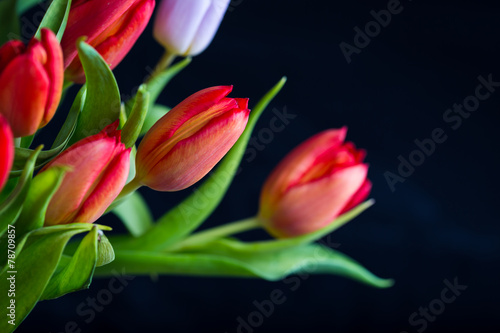 tulips bouquet isolated on black background