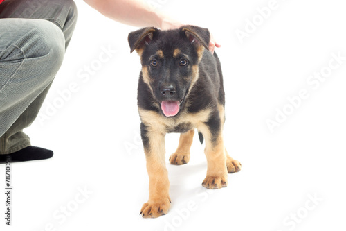 puppy German Shepherd