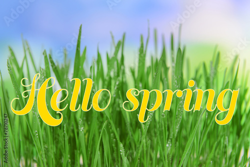Beautiful spring grass