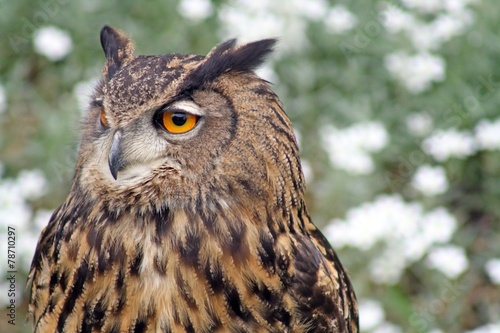 stunning owl
