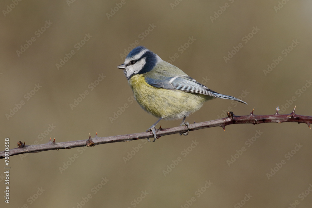 Blue tit, Parus caeruleus