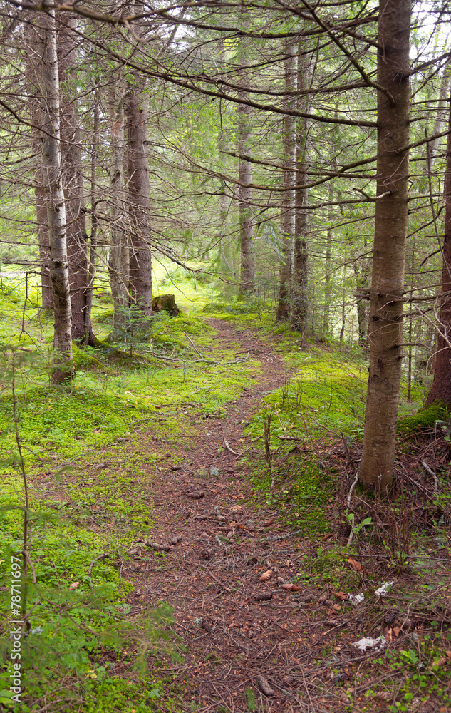 The road through the wood, Carpathians The road through the wood, Carpathians