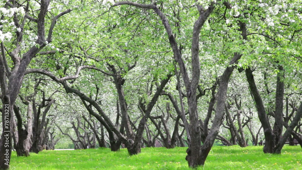beautiful blossoming apple-tree garden in sunny spring day beautiful blossoming apple-tree garden in sunny spring day
