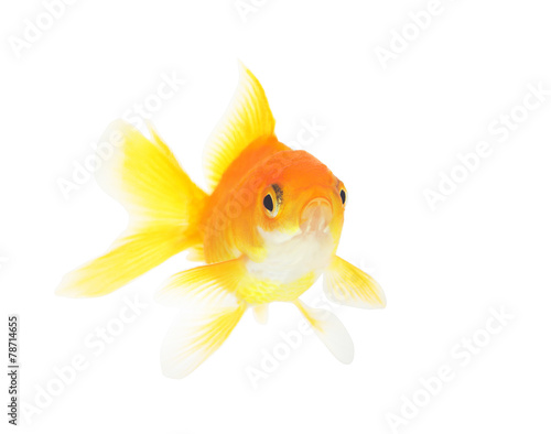 fish on a white background isolated