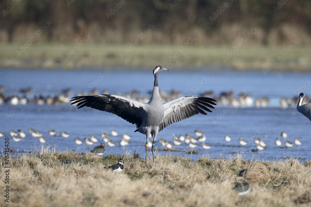 Common crane, Grus grus