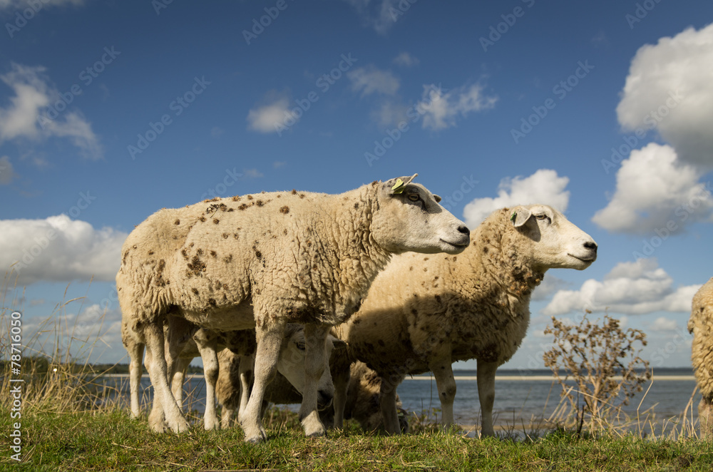 sheep on a levee / dyke near Amsterdam - Netherlands sheep on a levee / dyke near Amsterdam - Netherlands