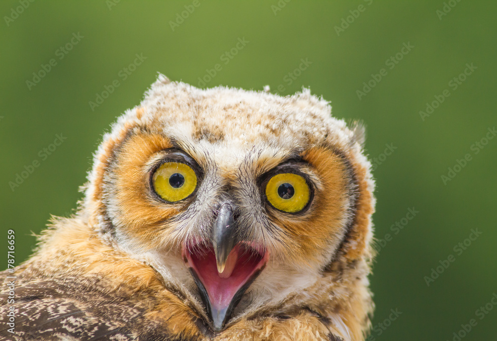 Obraz premium Young owl