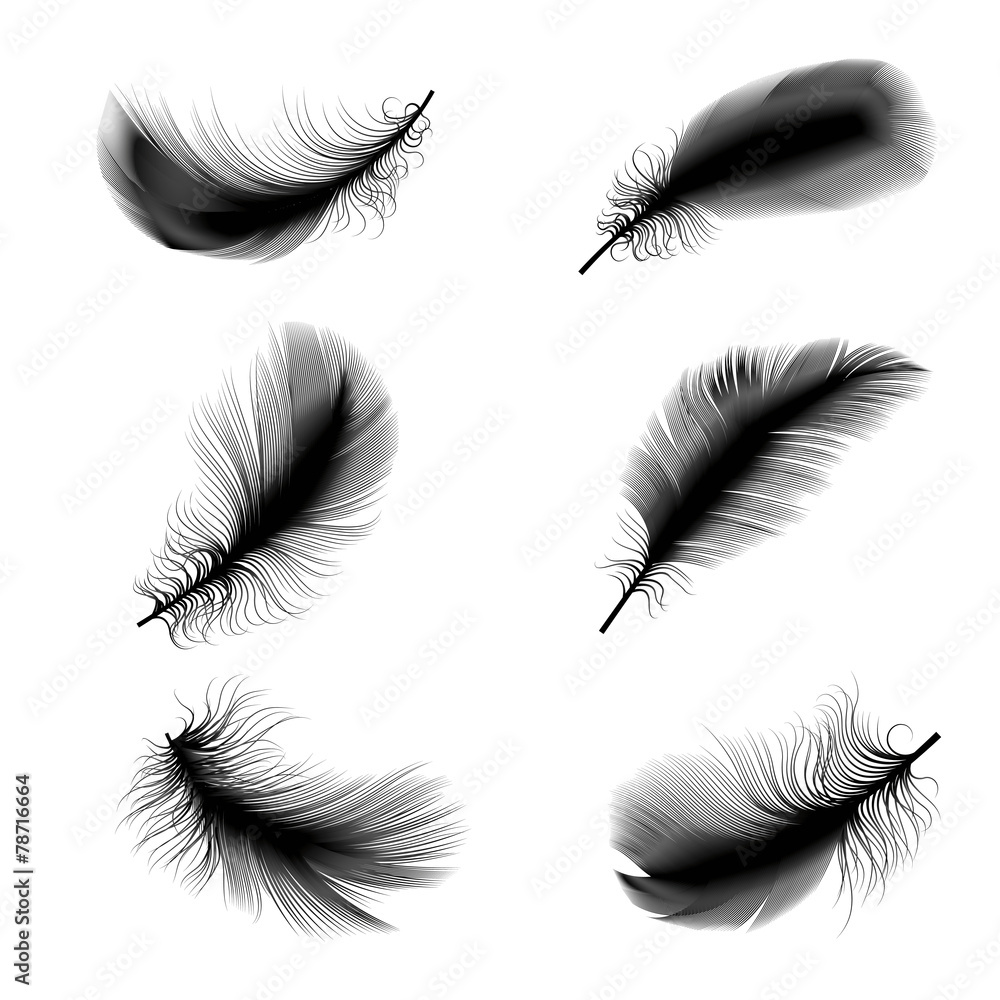 bird feathers bird feathers