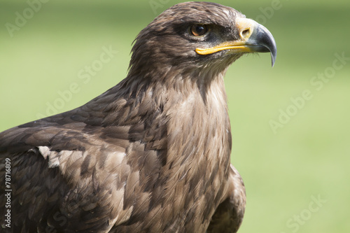 eagle portrait