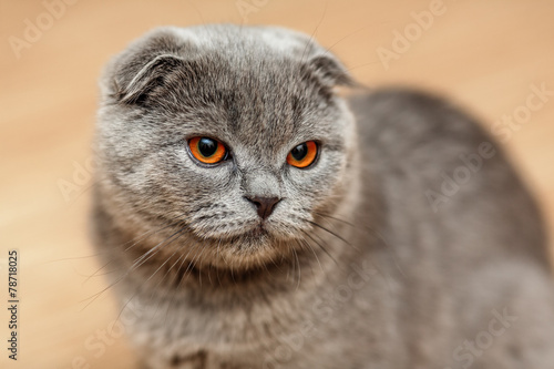 Foto Scottish fold cat