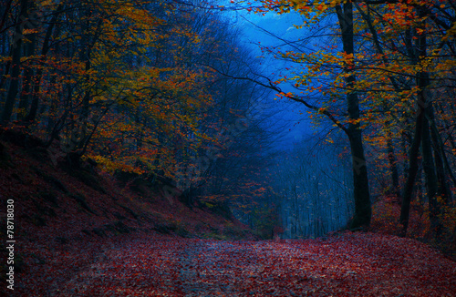Beautiful evening colours in forest