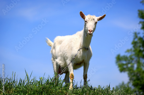 Fototapeta Naklejka Na Ścianę i Meble -  funny rural goat