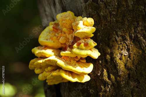 Yellow mushroom growing on a tree