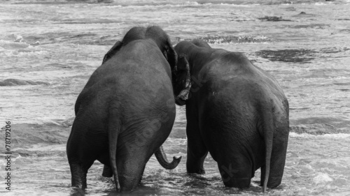 Canvas Print two elephants playing together in the water