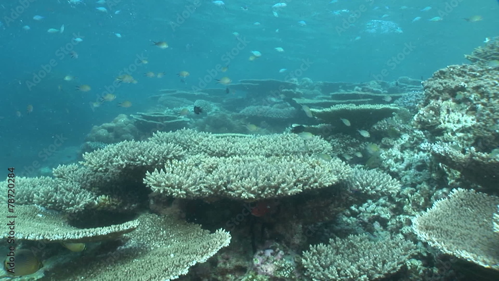 Beautiful coral reef and school of fish Beautiful coral reef and school of fish