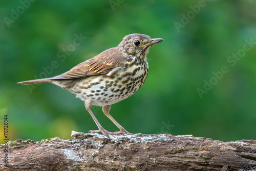 Wallpaper Mural Song thrush Torontodigital.ca