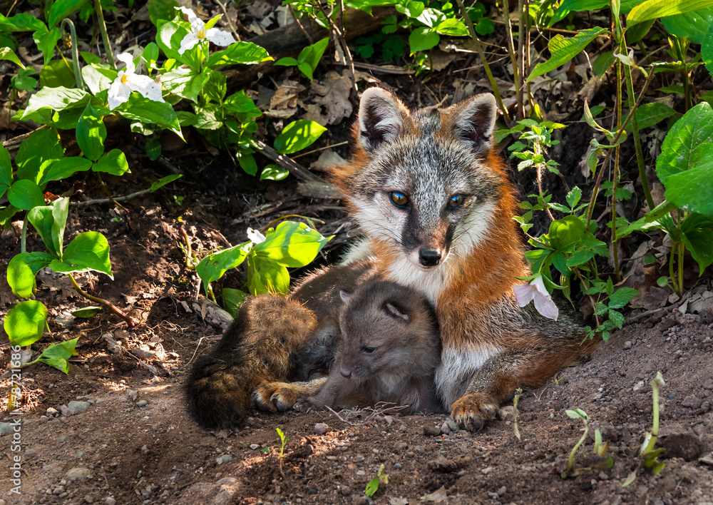 Obraz premium Grey Fox (Urocyon cinereoargenteus) Vixen and Kit Cuddle
