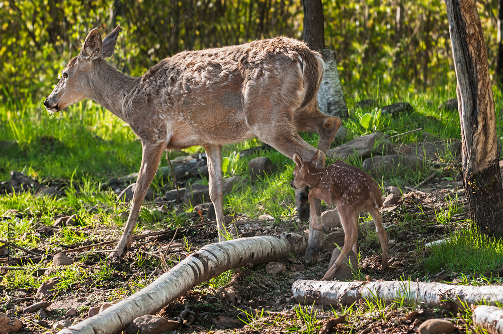 White-Tailed Deer (Odocoileus virginianus) Fawn Follows Mother White-Tailed Deer (Odocoileus virginianus) Fawn Follows Mother