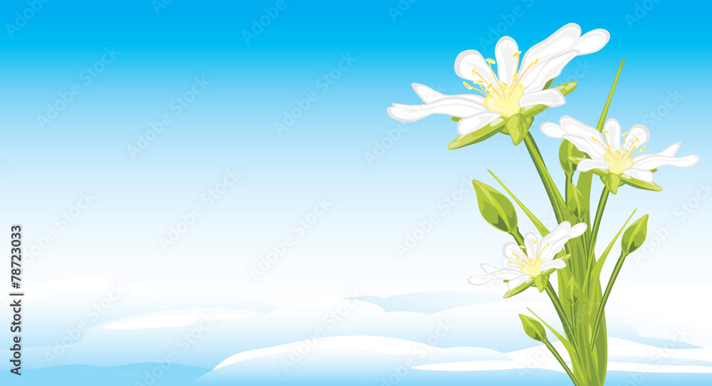 White spring flowers on a skyscape