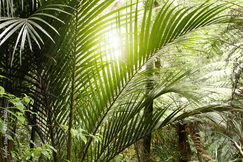 Tropical jungle light through leaves