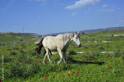 Fototapeta Naklejka Na Ścianę i Meble -  Horses eating grass on the green field