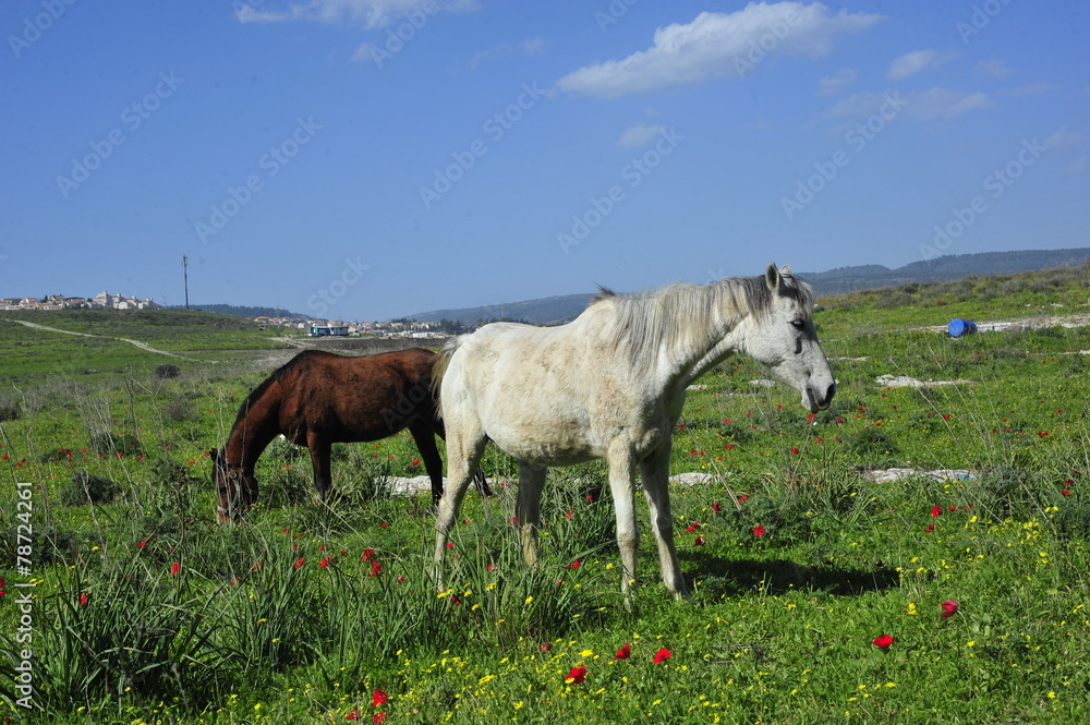 Horses eating grass on the green field Horses eating grass on the green field