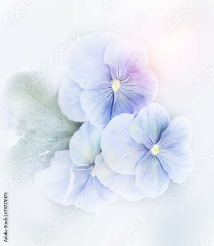 Violets Flowers Watercolor © SunnyS