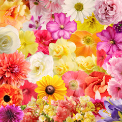 Colorful Floral Background