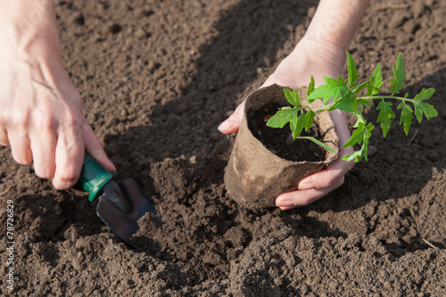 Planting tomatoes in the soil