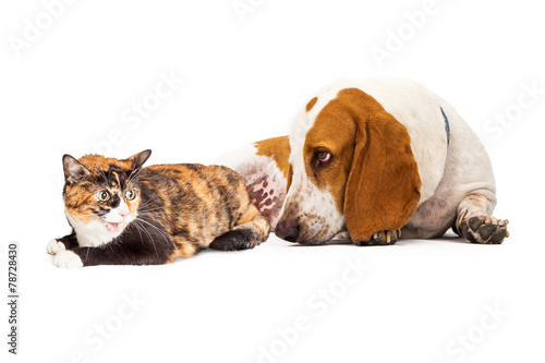 Basset Hound Dog And Mad Cat