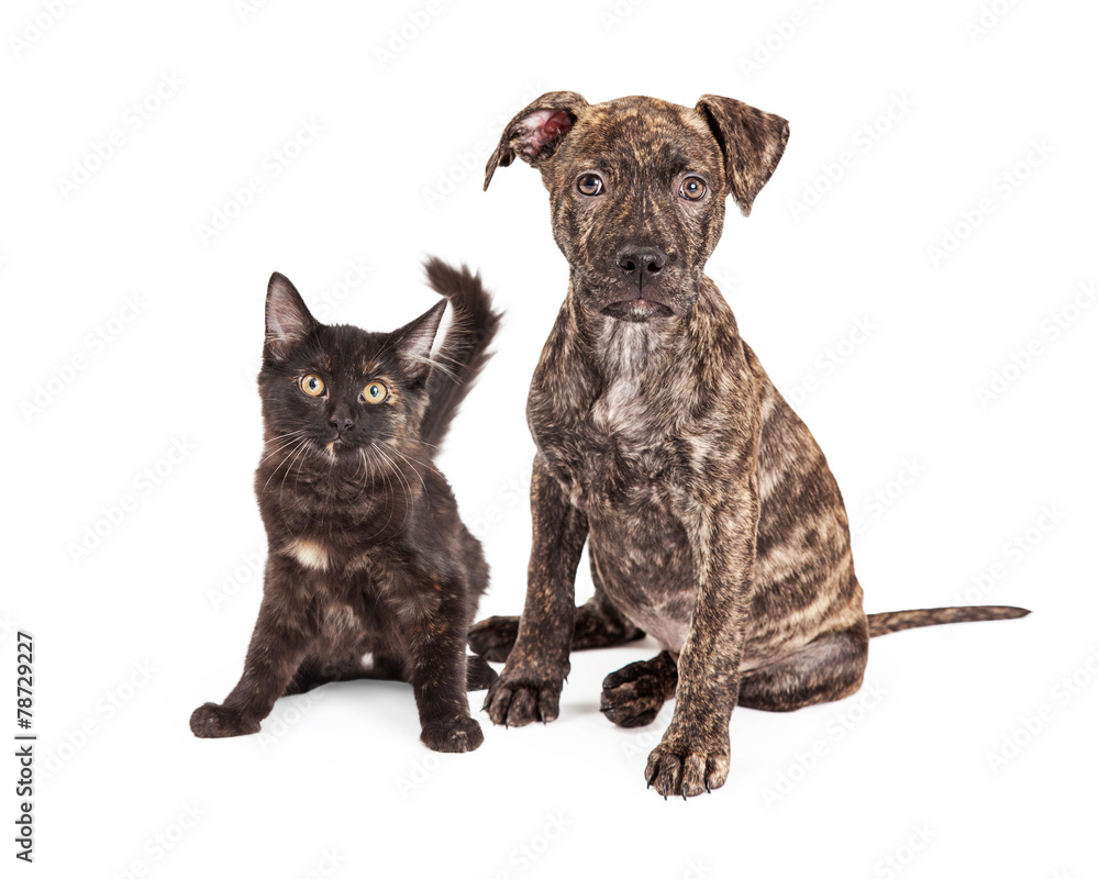 Fototapeta premium Cute Brindle Puppy and Kitten