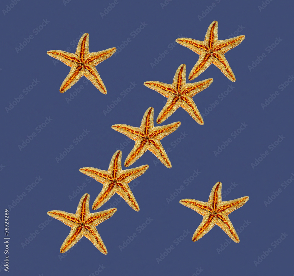 stelle marine su sfondo blu stelle marine su sfondo blu
