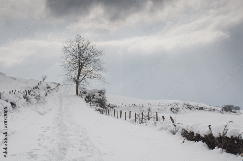 Path in the snow, surrounded by the trees Path in the snow, surrounded by the trees
