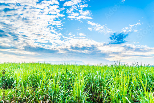 sugarcane plants grow in field