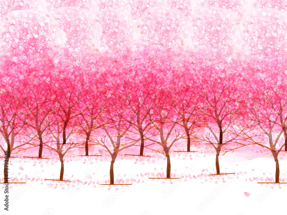 桜 花 背景 桜 花 背景