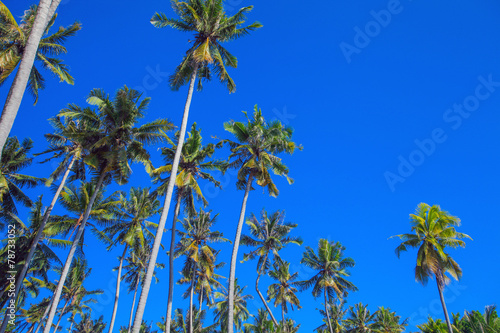 coconut trees that thrives on an island