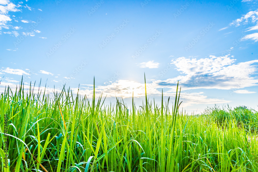 Obraz premium Rice field