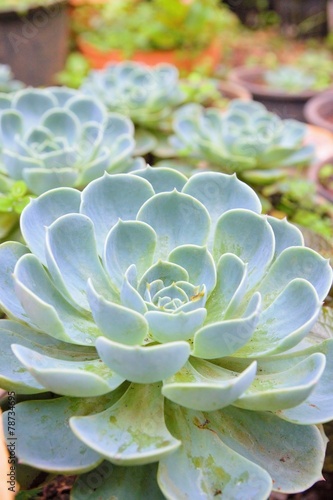 The close up of Kalanchoe blossfeldiana