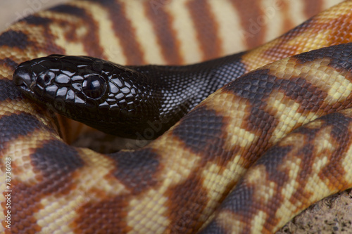 Black-headed python (Aspidites melanocephalus)