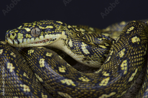 Diamond python (Morelia s.spilota)