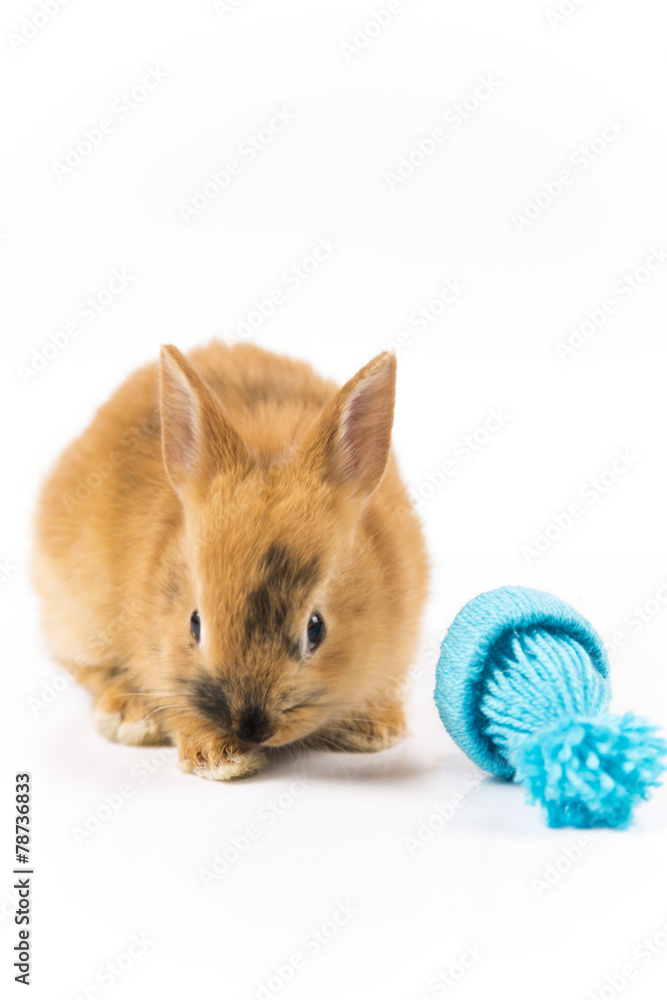 Funny Easter bunny with blue cap on white background isolated Funny Easter bunny with blue cap on white background isolated