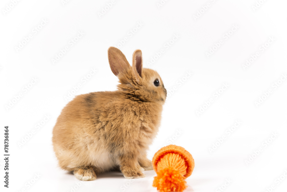 Obraz premium Funny Easter bunny with orange cap on white background isolated