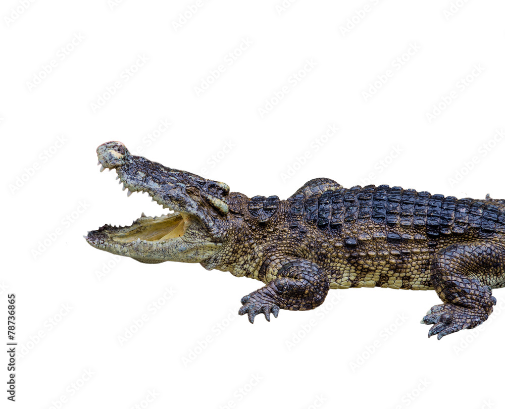 Obraz premium crocodile on white background.