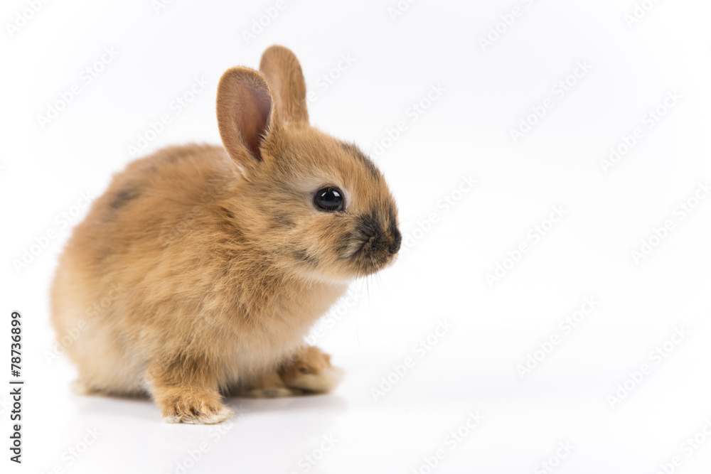 Easter bunny on white background isolated