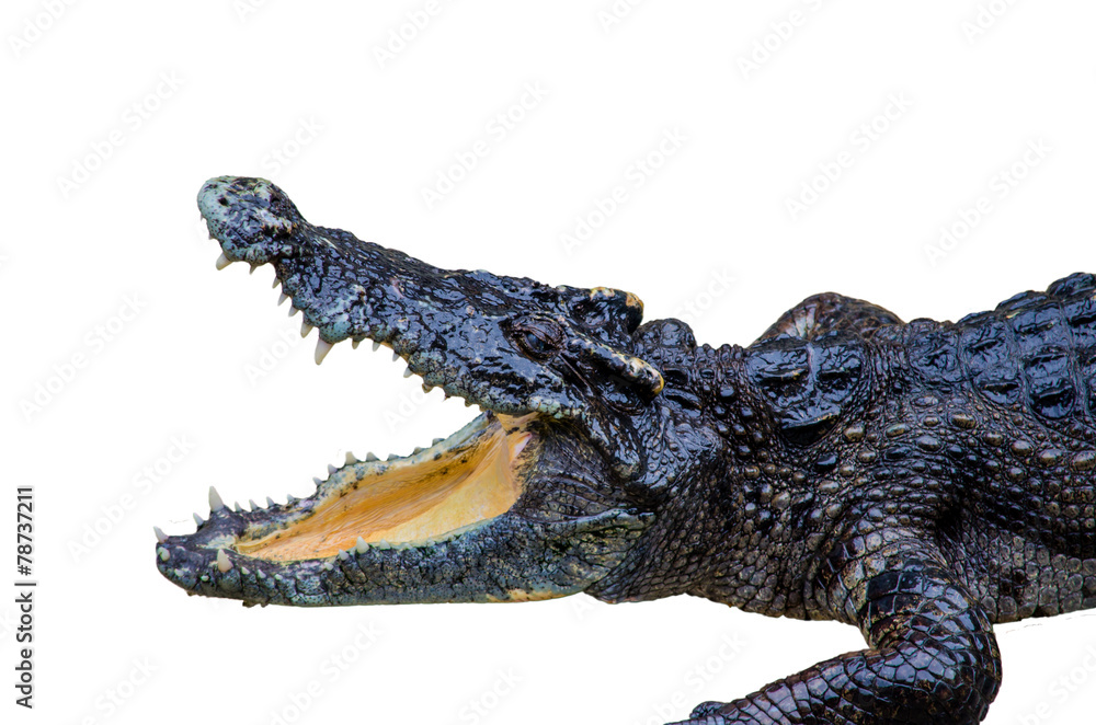 Fototapeta premium crocodile on white background.