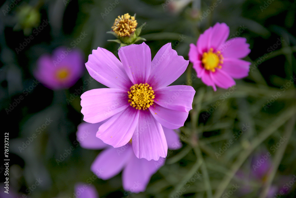 Beautiful flower background Beautiful flower background