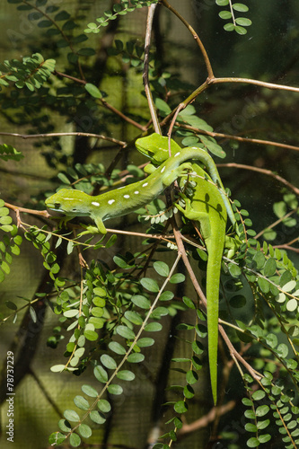 basking Wellington green geckos