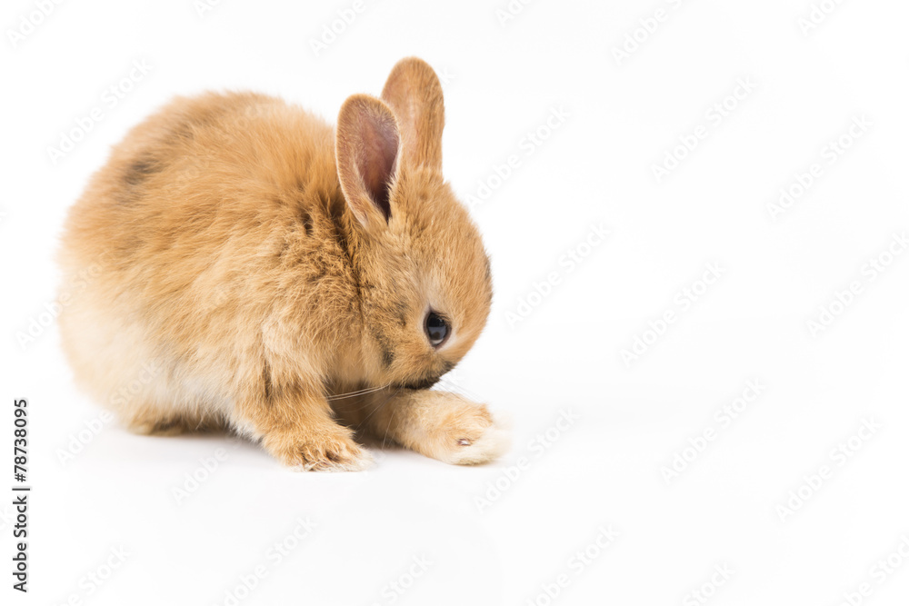 Easter bunny on white background isolated