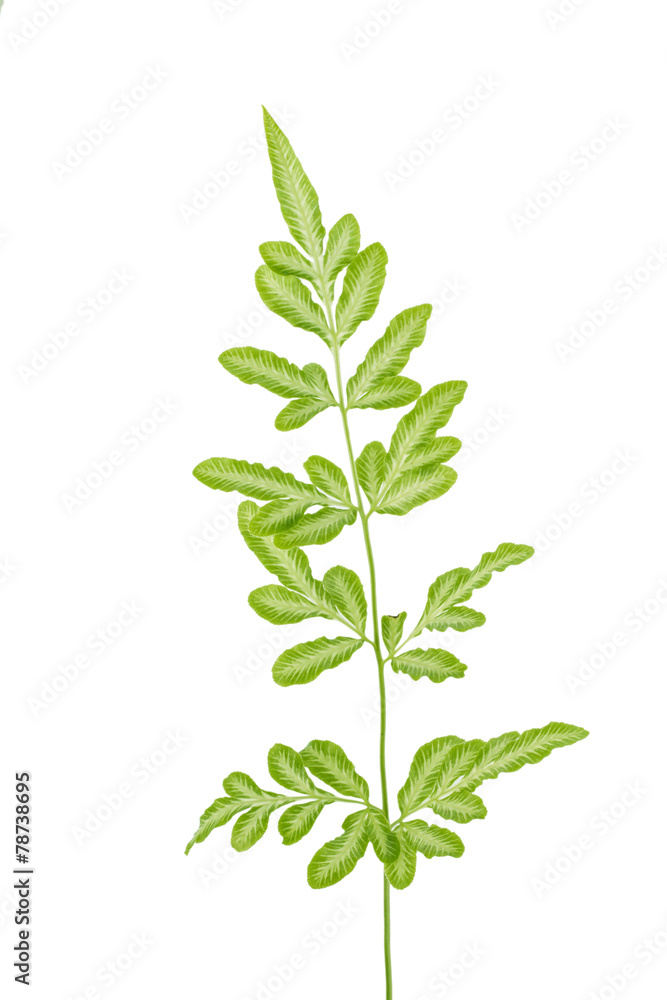 Fototapeta premium Green leaf